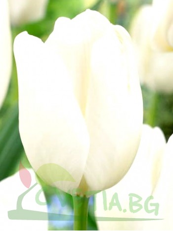  Лале (Tulipa 'White') PR936
